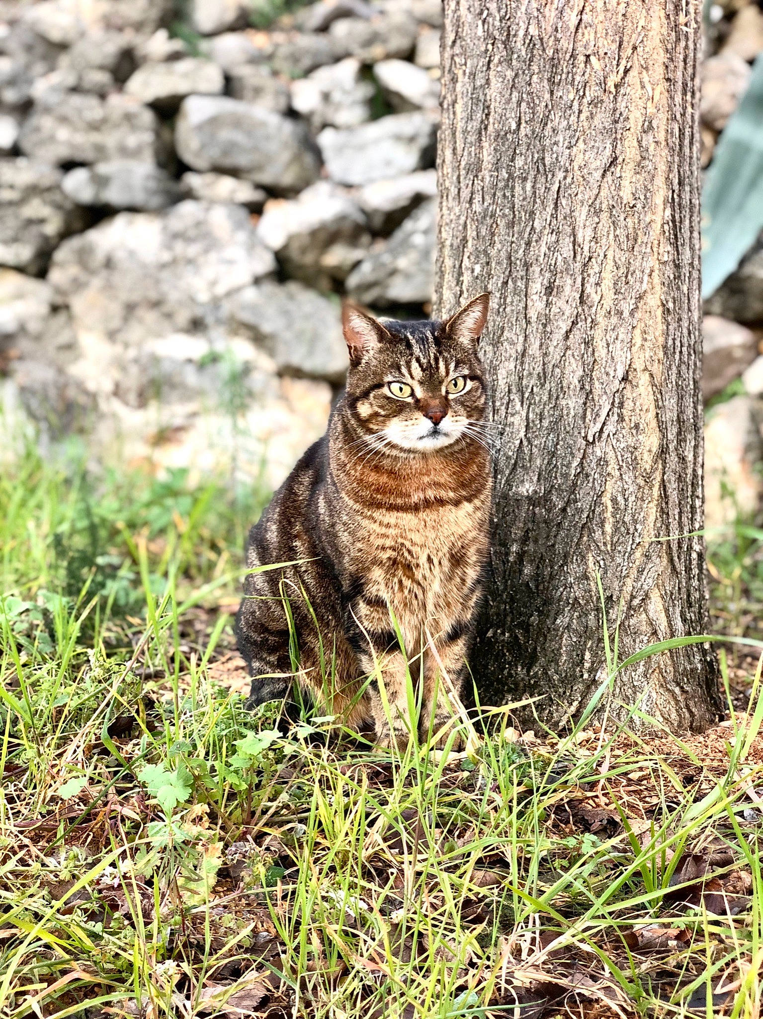 Truc a rejoint le concours — aidez-le/la à gagner de superbes lots ! bedrock, carnivore, cat, fawn, felidae, fur, grass, groundcover, plant, small_to_medium_sized_cats, snout, soil, tail, terrestrial_animal, terrestrial_plant, tree, trunk, whiskers, wildlife, wood