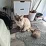cat, blue_eyes, fluffy, indoor, rug, plant, potted_plant, cabinet, vacuum_cleaner, floor, wood_floor, gray_rug, fur, pet, animal, domestic, feline, household, natural_light, cozy