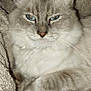 cat, feline, blue_eyes, gray_fur, white_fur, fluffy, pet, domestic_animal, whiskers, ear, nose, paw, blanket, texture, indoor, cozy, relaxed, animal, portrait, close_up