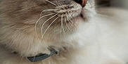 Koda participe au concours pour gagner de l'argent avec cette photo : cat, fluffy, close_up, indoor, pet, feline, relaxed, whiskers, collar, floor, paw, fur, animal, domestic, mammal, cute, portrait, side_view, soft_light, resting