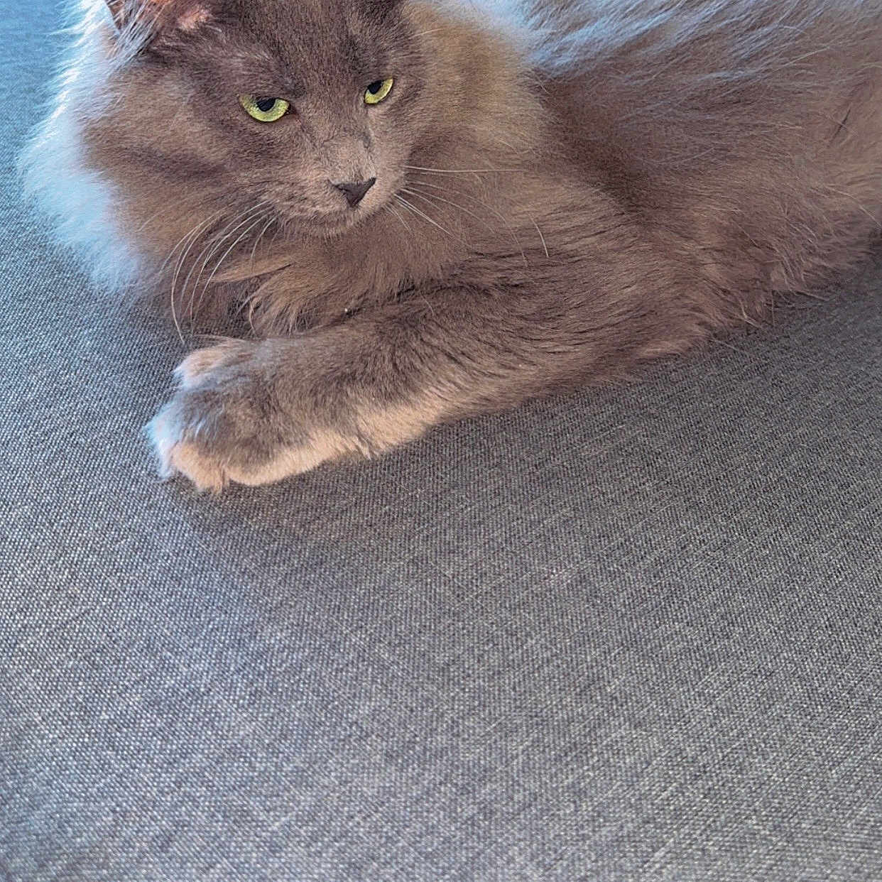 Takayuki joined the competition — help win amazing prizes! abyssinian, accessories, angora, animal, armchair, cat, chair, couch, cushion, furniture, homedecor, kitten, linen, manx, person, pet, siamese, slate, sleeping, strap