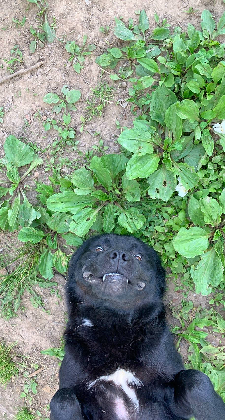 Shadow joined the competition — help win amazing prizes! canidae, carnivore, dog_breed, fur, grass, green, groundcover, leaf, plant, shrub, snout, soil, sporting_group, terrestrial_animal, terrestrial_plant