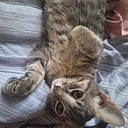 Zade joined the competition — help win amazing prizes! cat, tabby, pet, animal, feline, cute, lying_down, bed, striped_bedspread, paw, fur, whiskers, ears, eyes, domestic_animal, resting, looking_at_camera, indoor, cozy, relaxed