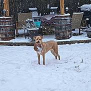 Hazel joined the competition — help win amazing prizes! dog, snow, backyard, barrel, chair, plant_pot, grill, wooden_fence, snowfall, outdoor, pet, winter, playful, canine, fence, snow_covered, yard, animal, cold, daytime