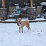 dog, snow, backyard, barrel, chair, plant_pot, grill, wooden_fence, snowfall, outdoor, pet, winter, playful, canine, fence, snow_covered, yard, animal, cold, daytime
