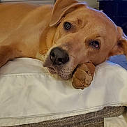 Hazel is registered to the contest to win money with this photo: adorable, brown_coat, canine, close_up, couch, dog, eyes, furniture, indoor, living_room, muzzle, nose, paw, pet, portrait, relaxed, resting, television, white_pillow, window