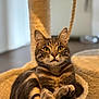 cat, tabby, pet, animal, fur, paws, whiskers, ears, eyes, cat_hammock, cozy, indoor, blurred_background, relaxing, cute, feline, soft_texture, closeup, domestic_cat, resting