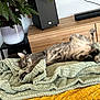 cat, sleeping, tabby, blanket, green_blanket, relaxation, indoor, plant, pot, wooden_cabinet, speaker, cozy, fur, paw, resting, home, furniture, peaceful, nap, domestic_cat