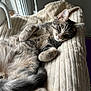 cat, tabby, pet, animal, feline, relaxed, sleepy, blanket, indoor, cozy, soft, window, natural_light, fur, paw, whiskers, cute, resting, domestic, comfort