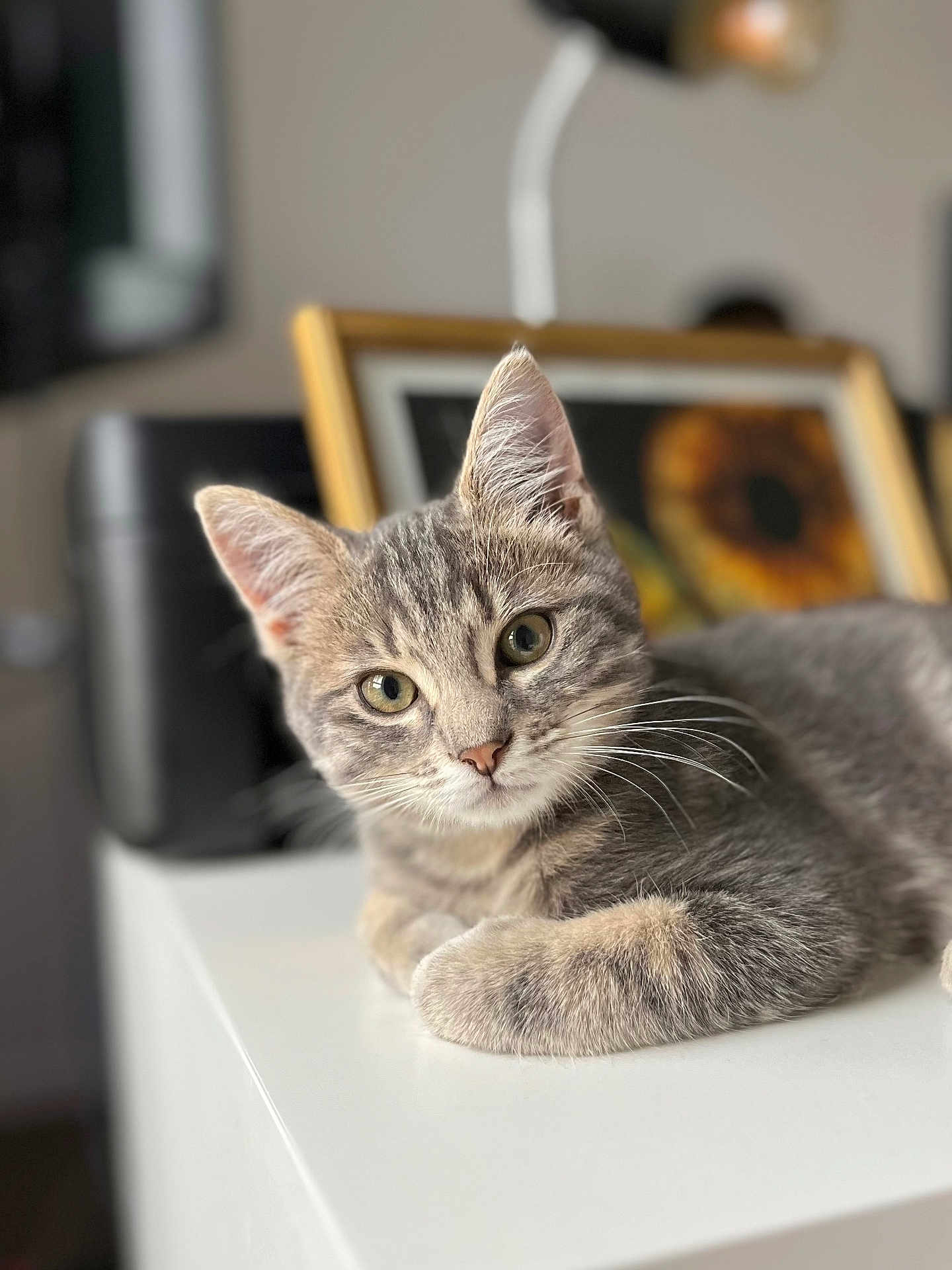 Zola