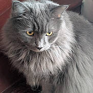 Chunky joined the competition — help win amazing prizes! cat, gray_cat, fluffy, yellow_eyes, pet, animal, indoor, wooden_floor, feline, fur, whiskers, cute, domestic_animal, close_up, portrait, sitting, looking_down, soft_light, calm, cozy