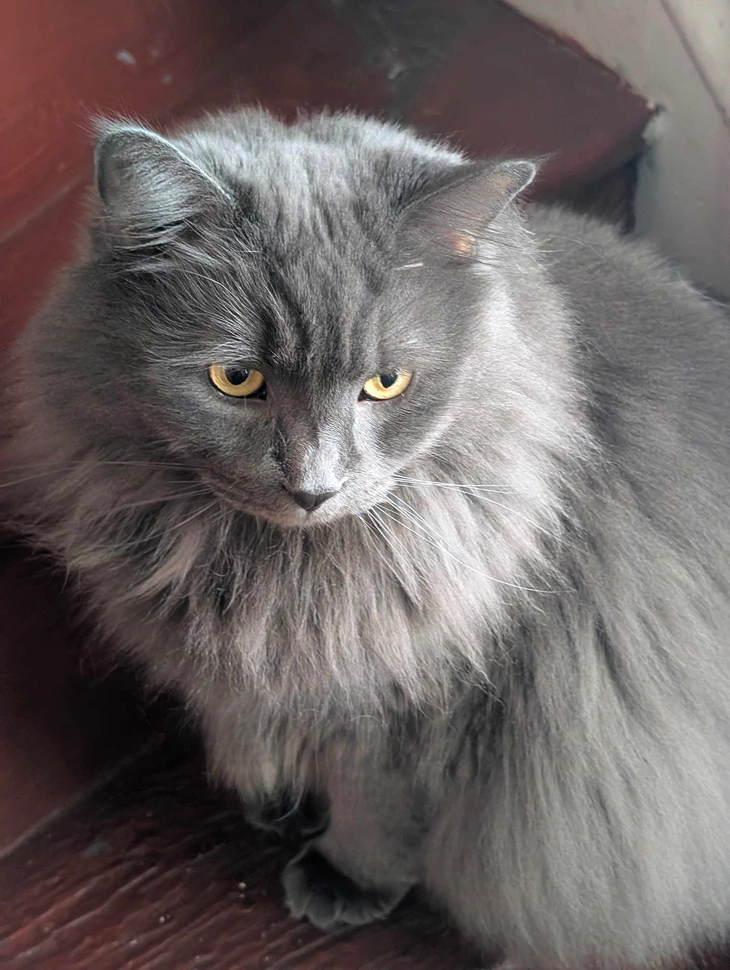 Chunky joined the competition — help win amazing prizes! cat, gray_cat, fluffy, yellow_eyes, pet, animal, indoor, wooden_floor, feline, fur, whiskers, cute, domestic_animal, close_up, portrait, sitting, looking_down, soft_light, calm, cozy