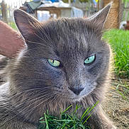 Smokey joined the competition — help win amazing prizes! animal, cat, closeup, cute, daylight, feline, fluffy, fur, garden, grass, gray_cat, green_eyes, mammal, nature, outdoor, pet, portrait, relaxed, resting, whiskers