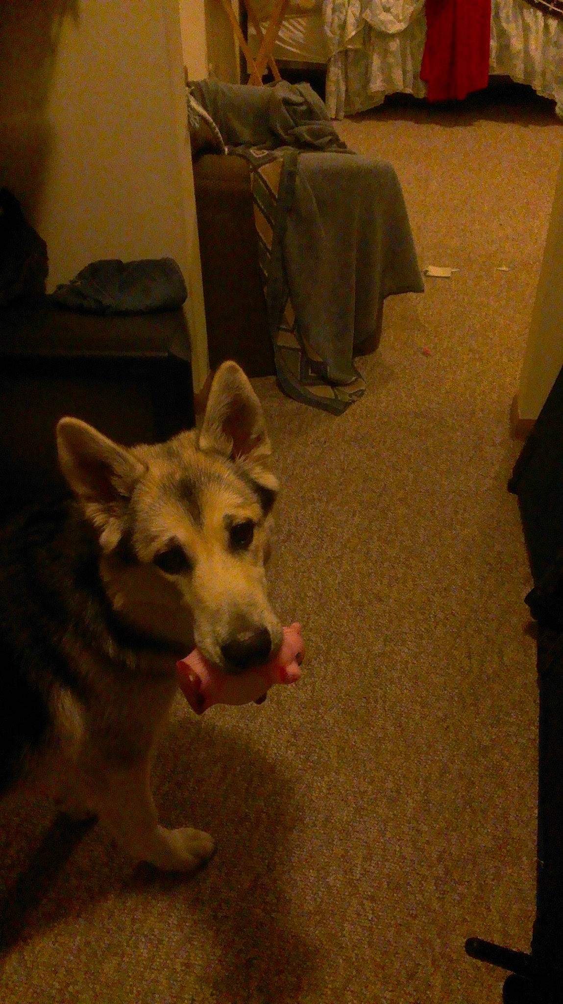 Beauty is registered to the contest to win money with this photo: canidae, carnivore, dog, dog_breed, fawn, floor, flooring, mammal, vertebrate