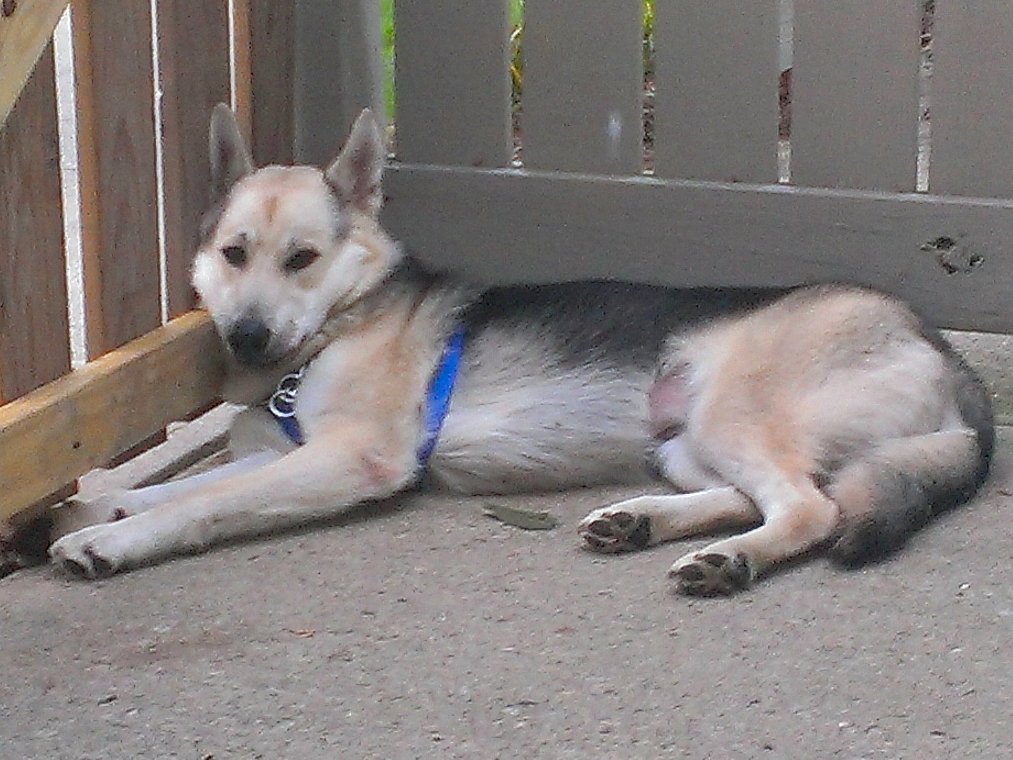 Beauty is registered to the contest to win money with this photo: canidae, carnivore, czechoslovakian_wolfdog, dog, dog_breed, fawn, labrador_husky, mammal, native_american_indian_dog, northern_inuit_dog, rare_breed_dog, seppala_siberian_sleddog, siberian_husky, snout, street_dog, tail, tamaskan_dog, vertebrate, wolfdog