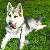 Beauty joined the competition — help win amazing prizes! alaskan_klee_kai, alaskan_malamute, canadian_eskimo_dog, canidae, carnivore, dog, dog_breed, east_siberian_laika, greenland_dog, mammal, native_american_indian_dog, northern_inuit_dog, saarloos_wolfdog, sakhalin_husky, seppala_siberian_sleddog, siberian_husky, sled_dog, tamaskan_dog, vertebrate, wolfdog