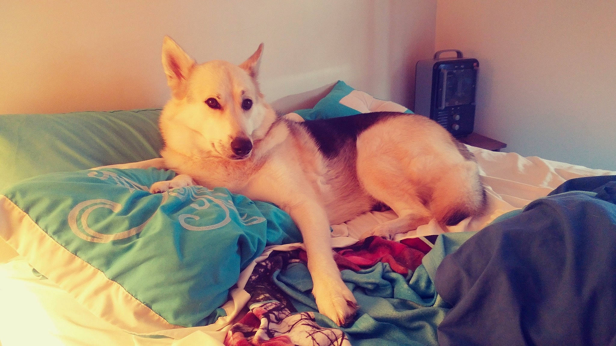 Beauty Christine joined the competition — help win amazing prizes! bed, canaan_dog, canidae, carnivore, carolina_dog, dog, dog_breed, korean_jindo_dog, labrador_husky, mammal, non_sporting_group, nose, puppy, rare_breed_dog, siberian_husky, vertebrate, wolfdog