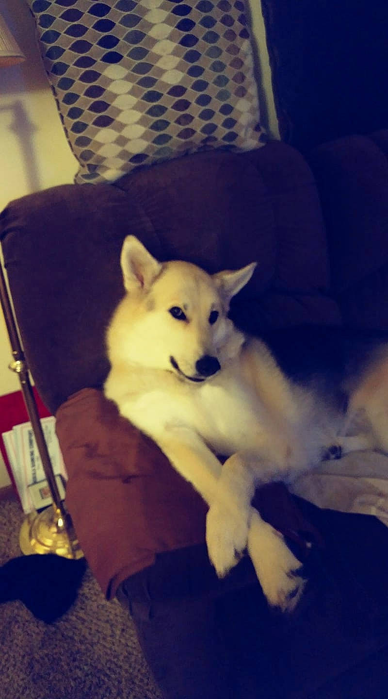 Beauty Christine joined the competition — help win amazing prizes! akita_inu, berger_blanc_suisse, canaan_dog, canidae, carnivore, dog, dog_breed, fawn, korean_jindo_dog, labrador_husky, mammal, non_sporting_group, norwegian_buhund, puppy, rare_breed_dog, shiba_inu, siberian_husky, tamaskan_dog, vertebrate, wolfdog