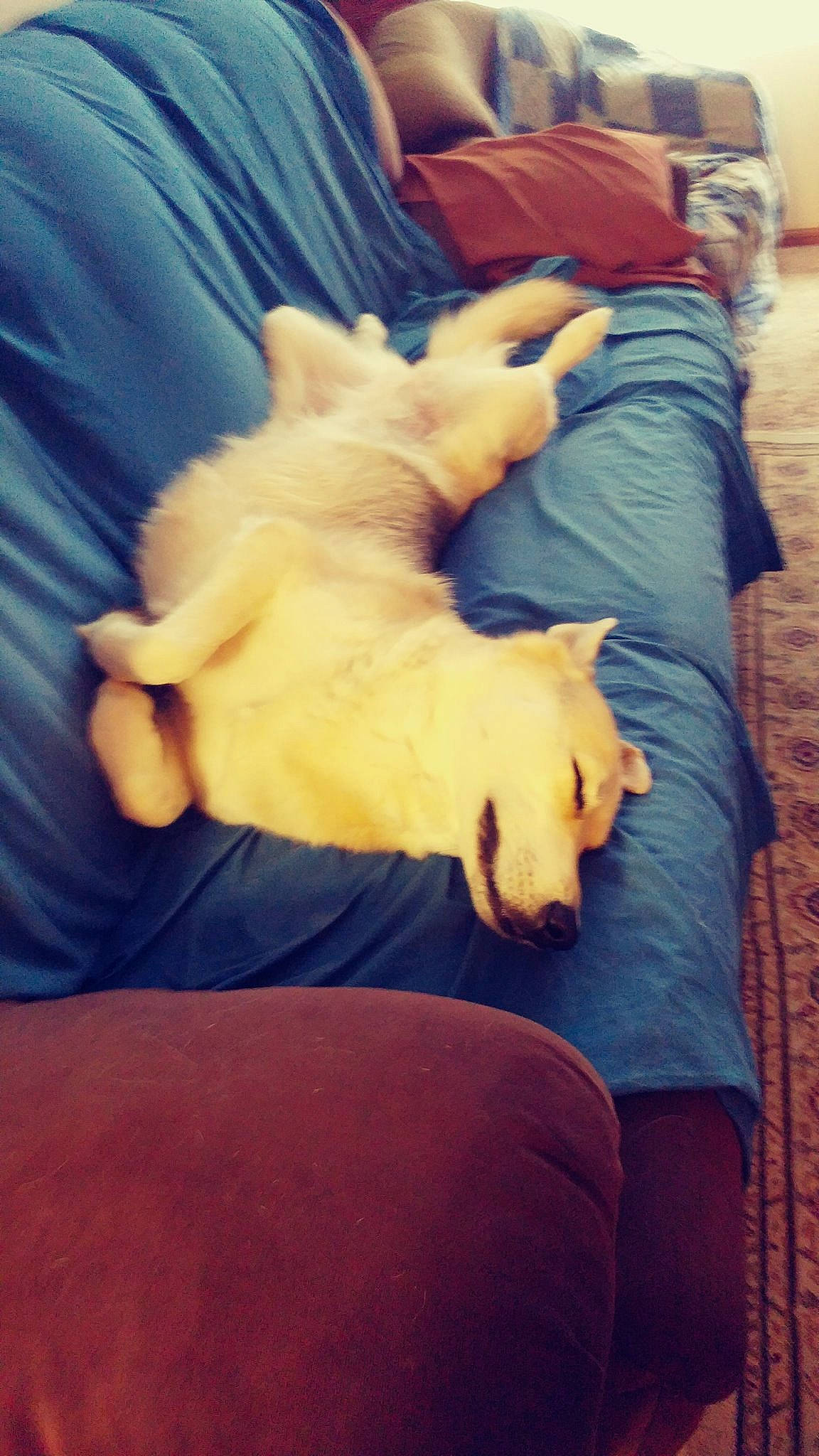 Beauty Christine is registered to the contest to win money with this photo: canidae, carnivore, cat, companion_dog, dog, dog_breed, felidae, nap, non_sporting_group, puppy, sleep, sporting_group