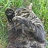 animal, cat, closeup, cute, daylight, fur, grass, ground, mammal, nature, outdoor, paw, pet, playful, relaxed, resting, shy, sleeping, tabby_cat, whiskers