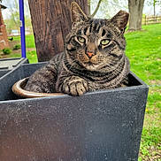 Munch joined the competition — help win amazing prizes! cat, tabby_cat, plant_container, paw, outdoor, greenery, tree, wood_post, grass, relaxed, pet, animal, nature, garden, feline, closeup, resting, domestic_cat, summer, peaceful