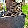 cat, tabby_cat, plant_container, paw, outdoor, greenery, tree, wood_post, grass, relaxed, pet, animal, nature, garden, feline, closeup, resting, domestic_cat, summer, peaceful