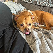 Vincent is registered to the contest to win money with this photo: dog, brown_dog, bandana, blanket, couch, indoor, pet, relaxed, tongue_out, cozy, resting, fur, ears, cute, animal, domestic_animal, comfort, home, snuggle, sleepy