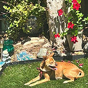 Vincent joined the competition — help win amazing prizes! animal, canine, dog, flowers, garden, grass, greenery, nature, outdoor, pet, potted_plant, red_flowers, relaxed, rocks, summer, sunlight, sunny, tongue_out, tree_trunk, yard