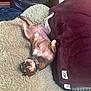 Bean is registered to the contest to win money with this photo: dog, lying_down, fluffy_blanket, maroon_blanket, ugg, collar, indoor, relaxed, pet, cozy, fur, canine, resting, comfortable, paw, sleepy, couch, home, animal, nap