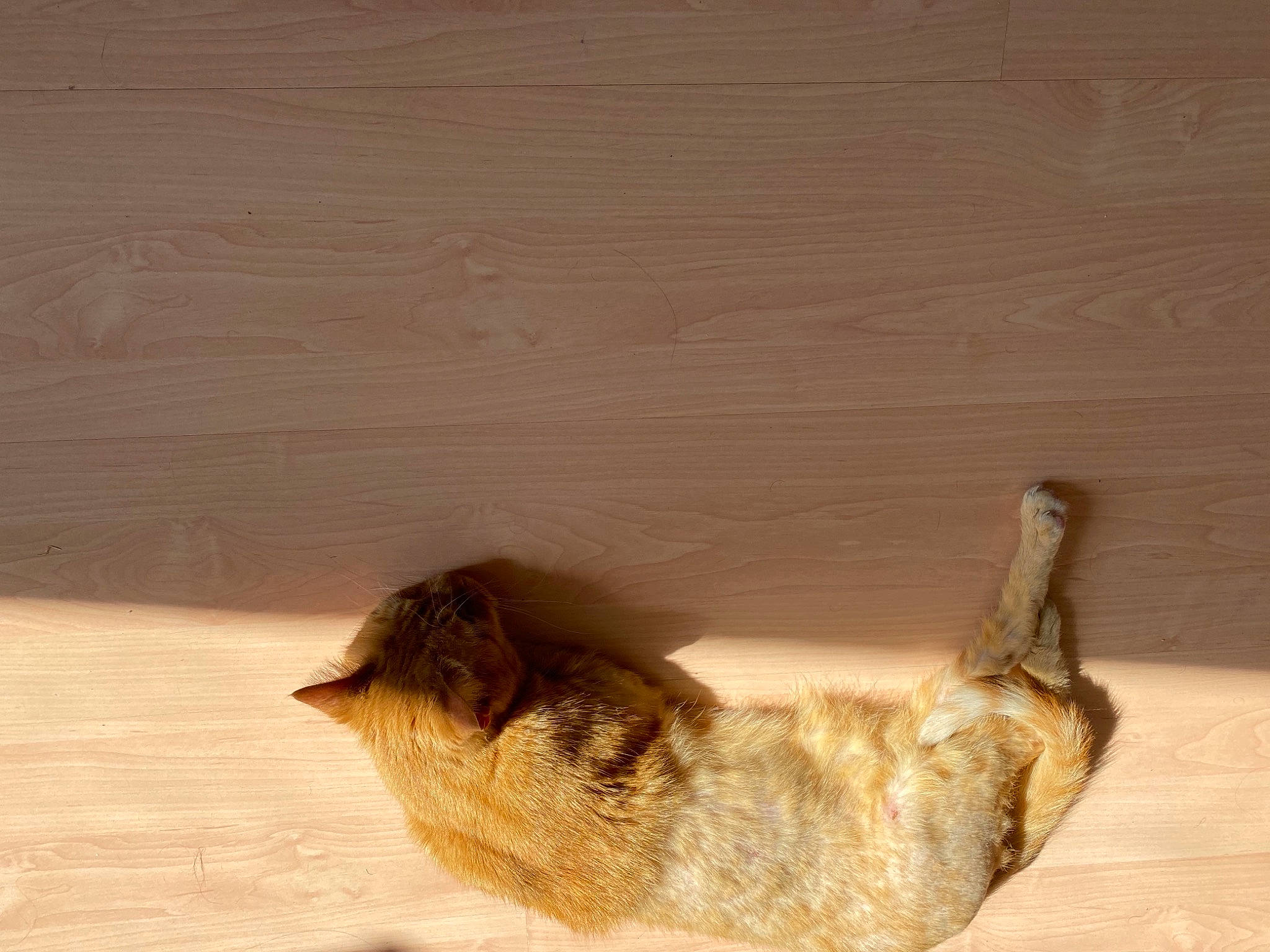 Pathy a rejoint le concours — aidez-le/la à gagner de superbes lots ! bird, cat, fawn, felidae, flooring, foot, fur, hardwood, human_leg, paw, plywood, shadow, small_to_medium_sized_cats, tail, tints_and_shades, toe, whiskers, wildlife, window, wood