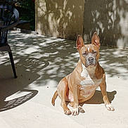 Bobby a rejoint le concours — aidez-le/la à gagner de superbes lots ! dog, outdoor, sunlight, shadow, concrete, patio, plastic_chair, brown_dog, white_fur, ears, sitting, calm, animal, daylight, nature_shadow, relaxed, pet, canine, quiet, sunny