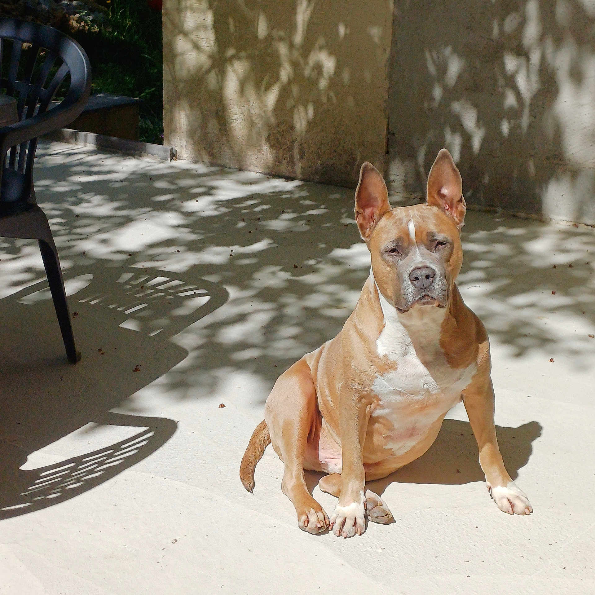 Bobby a rejoint le concours — aidez-le/la à gagner de superbes lots ! dog, outdoor, sunlight, shadow, concrete, patio, plastic_chair, brown_dog, white_fur, ears, sitting, calm, animal, daylight, nature_shadow, relaxed, pet, canine, quiet, sunny