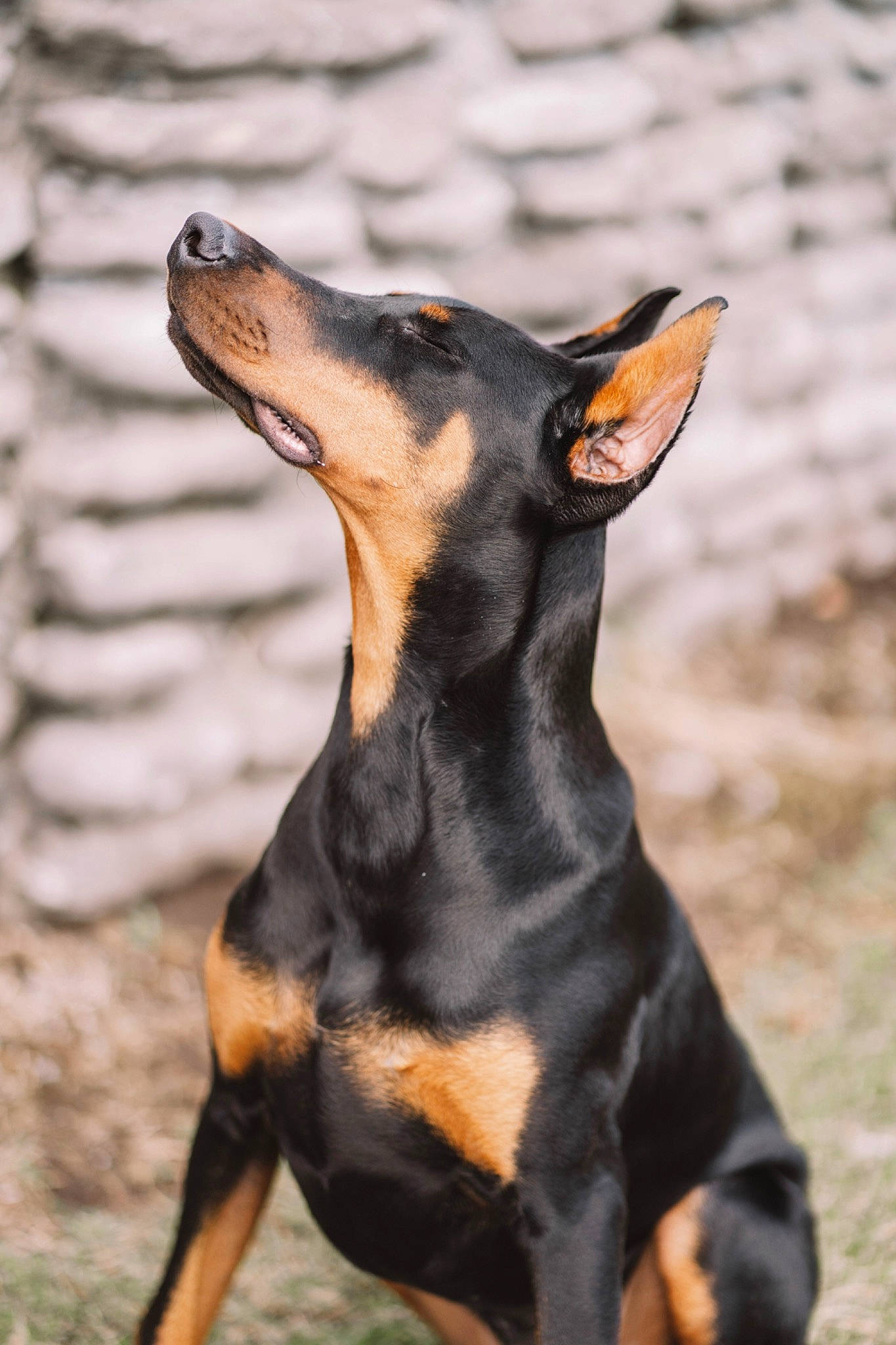 Shilo is registered to the contest to win money with this photo: canidae, carnivore, companion_dog, dobermann, dog, dog_breed, fawn, guard_dog, hunting_dog, pinscher, sporting_group, terrestrial_animal, whiskers, working_animal, working_dog