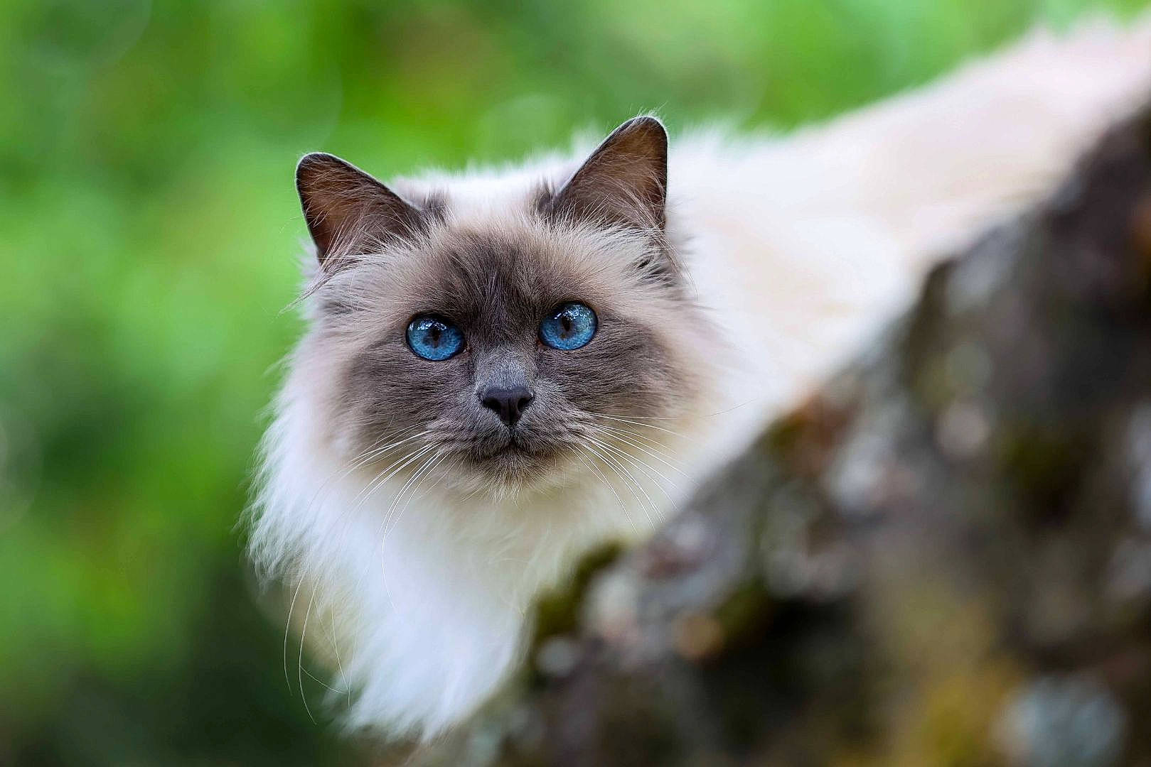 Isis De La Forêt Des Anges a rejoint le concours — aidez-le/la à gagner de superbes lots ! balinese, birman, carnivore, cat, domestic_short_haired_cat, electric_blue, fawn, felidae, fur, grass, siamese, small_to_medium_sized_cats, terrestrial_animal, thai, tonkinese, tree, whiskers, wildlife