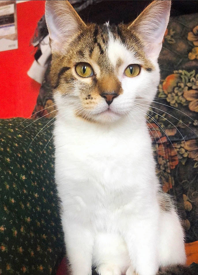 Genesis a rejoint le concours — aidez-le/la à gagner de superbes lots ! aegean_cat, american_shorthair, american_wirehair, asian, australian_mist, carnivore, cat, domestic_short_haired_cat, european_shorthair, felidae, japanese_bobtail, kitten, mammal, small_to_medium_sized_cats, tabby_cat, vertebrate, whiskers