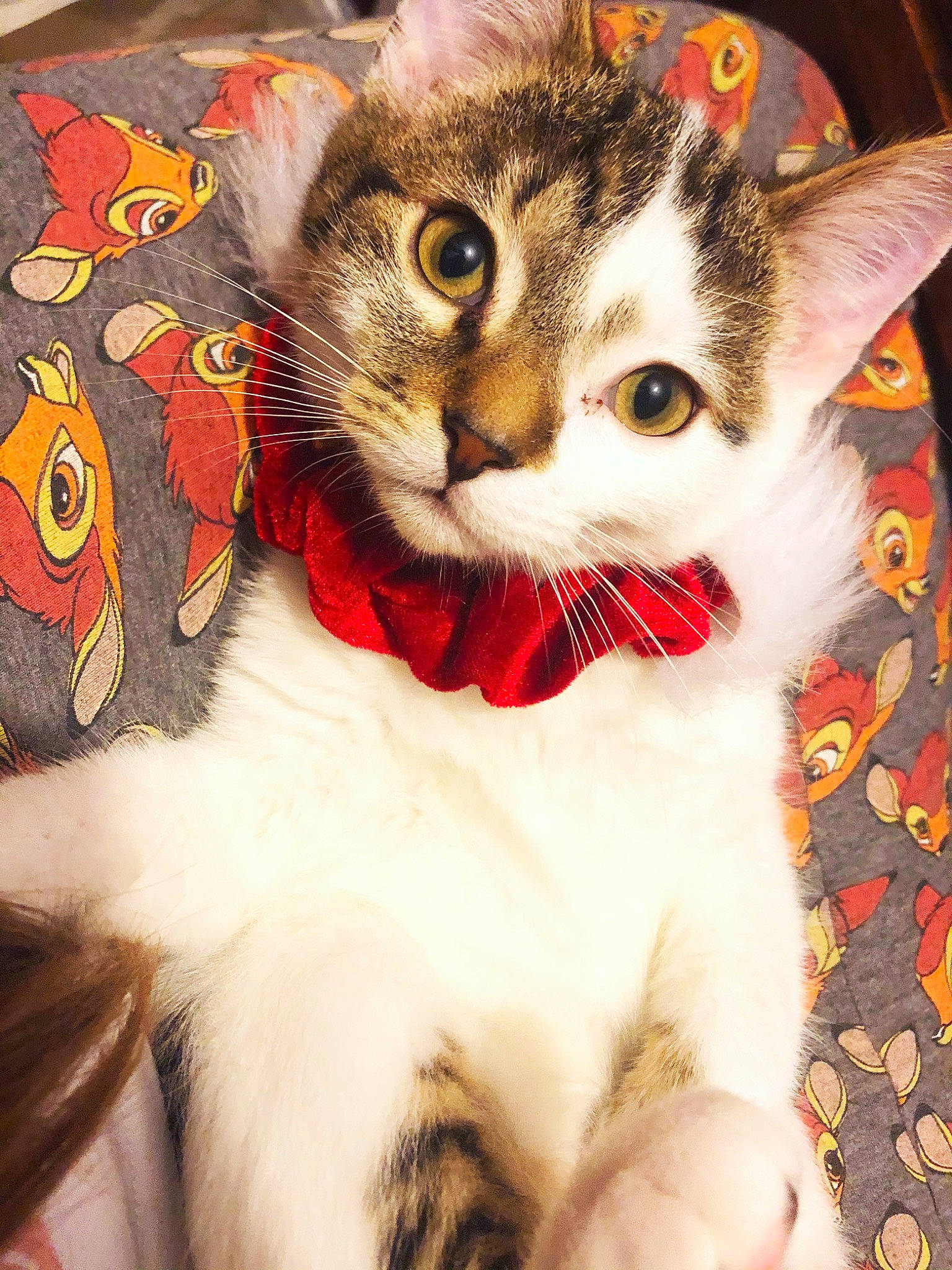 Genesis participe au concours pour gagner de l'argent avec cette photo : aegean_cat, american_curl, american_wirehair, asian, carnivore, cat, domestic_short_haired_cat, ear, european_shorthair, eye, felidae, fur, kitten, paw, polydactyl_cat, small_to_medium_sized_cats, tabby_cat, tail, whiskers