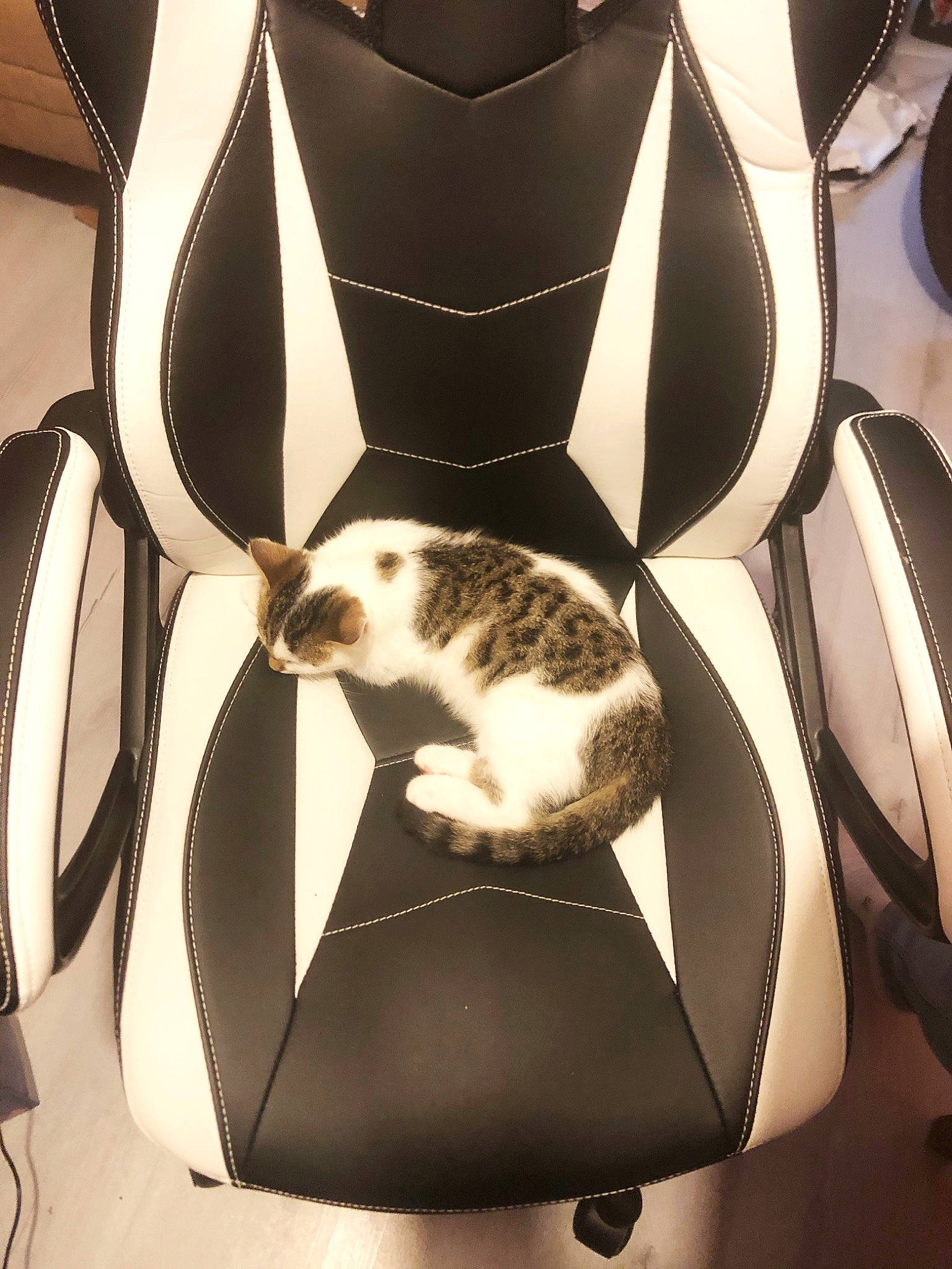 Genesis participe au concours pour gagner de l'argent avec cette photo : black_and_white, car_seat, cat, design, table, whiskers