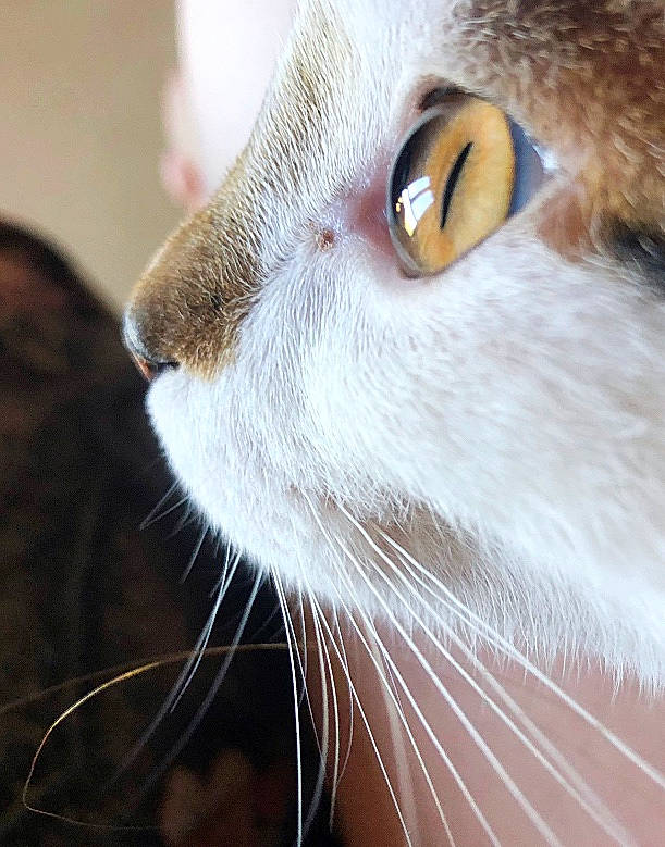 Genesis a rejoint le concours — aidez-le/la à gagner de superbes lots ! aegean_cat, carnivore, cat, close_up, ear, eye, fawn, felidae, fur, nose, organ, photography, singapura, small_to_medium_sized_cats, snout, whiskers