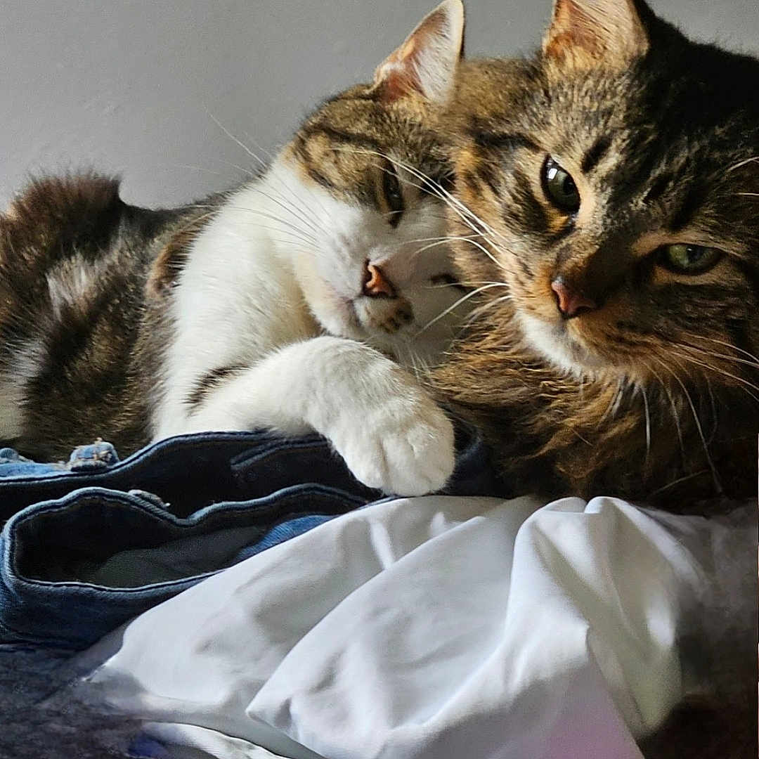 Mystíc And Athena is registered to the contest to win money with this photo: abyssinian, animal, bed, bedroom, blanket, cat, couch, face, furniture, head, indoors, kitten, laundry, manx, person, pet, photography, portrait, room, sleeping