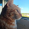 cat, ginger_cat, feline, pet, animal, close_up, portrait, whiskers, ears, fur, brown_fur, green_eyes, profile, window, indoors, sunlight, countryside, sky, looking_outside, peaceful