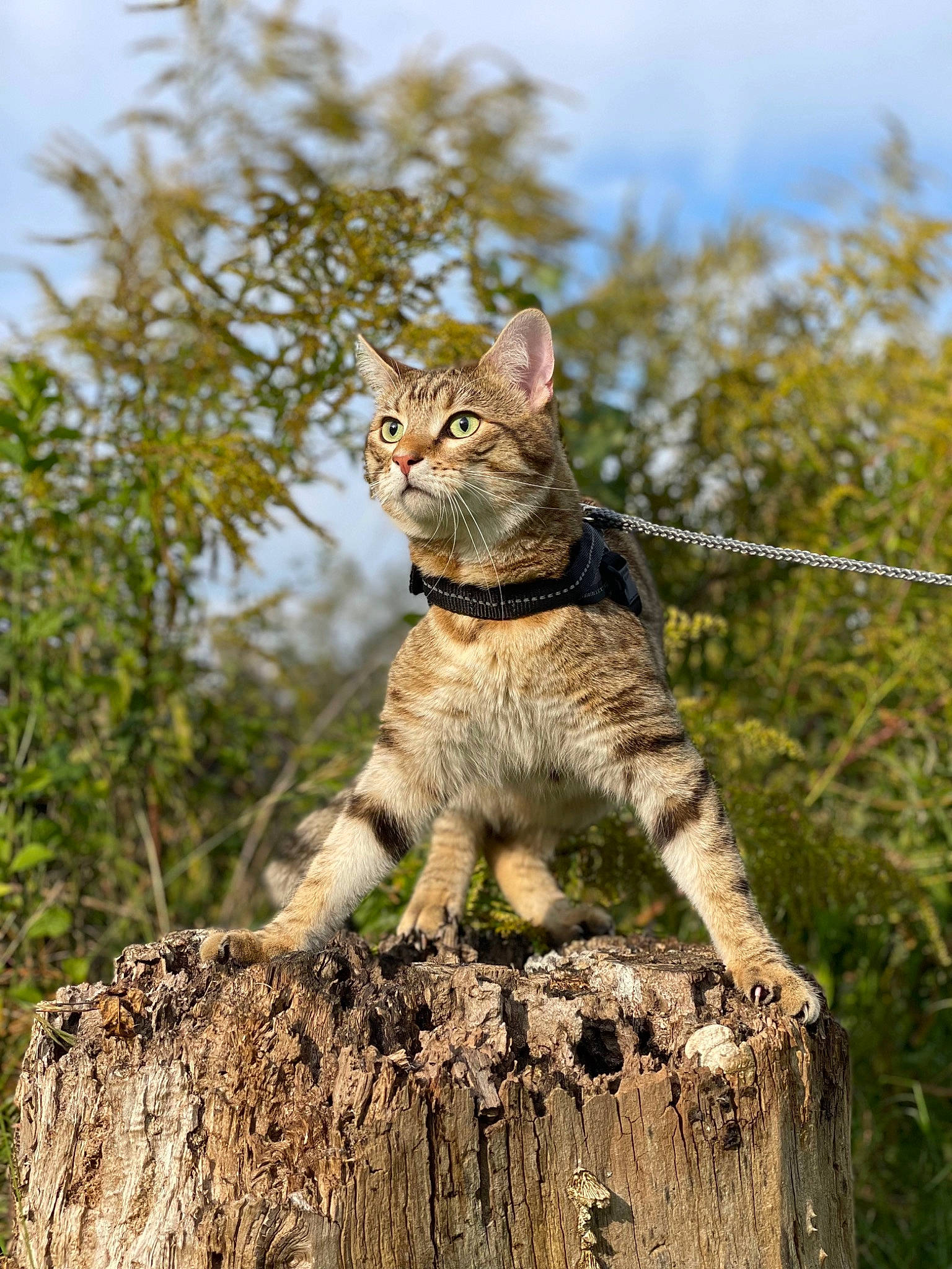Royal Ramos a rejoint le concours — aidez-le/la à gagner de superbes lots ! carnivore, cat, domestic_short_haired_cat, fawn, felidae, fur, grass, plant, rock, sky, small_to_medium_sized_cats, snout, tail, terrestrial_animal, tree, trunk, twig, whiskers, wildlife, wood