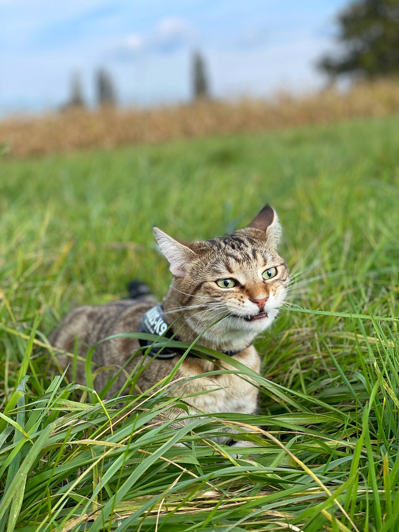 Royal Ramos participe au concours pour gagner de l'argent avec cette photo : carnivore, cat, cloud, fawn, felidae, grass, grassland, landscape, meadow, plant, prairie, sky, small_to_medium_sized_cats, snout, tail, terrestrial_animal, tree, whiskers, wilderness, wildlife