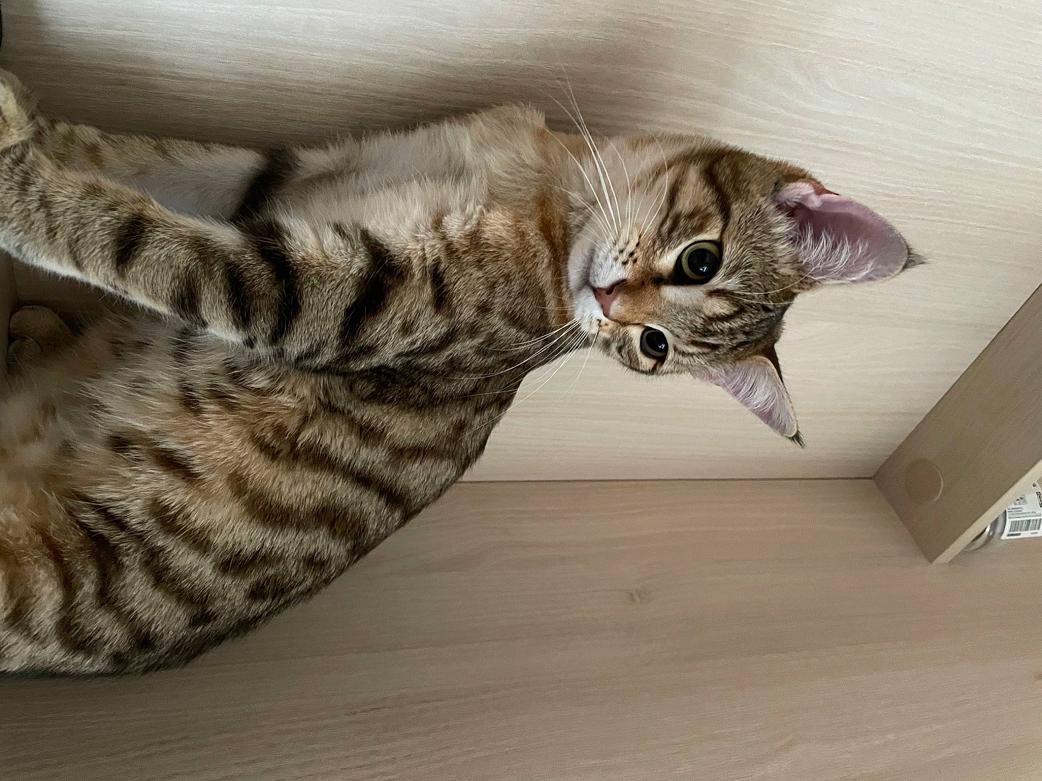 Royal Ramos participe au concours pour gagner de l'argent avec cette photo : carnivore, cat, cat_bed, comfort, domestic_short_haired_cat, fawn, felidae, fur, grey, hardwood, paw, small_to_medium_sized_cats, snout, tail, terrestrial_animal, whiskers, wood, wood_flooring