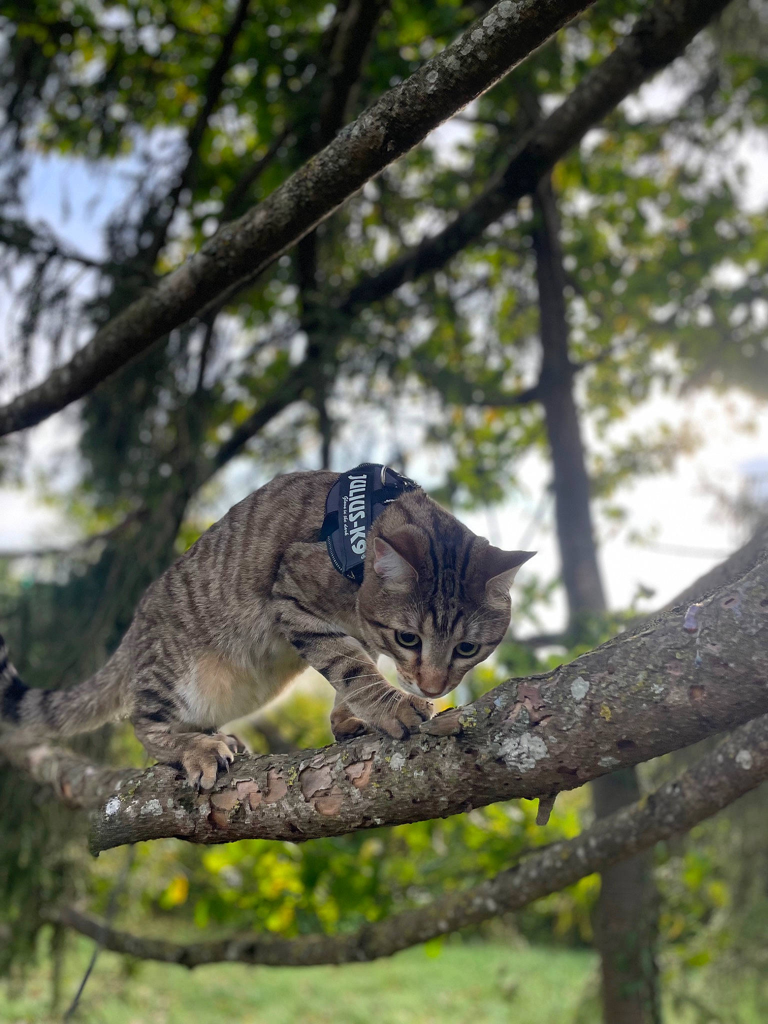 Royal Ramos a rejoint le concours — aidez-le/la à gagner de superbes lots ! branch, carnivore, cat, domestic_short_haired_cat, fawn, felidae, forest, grass, mammal, plant, small_to_medium_sized_cats, snout, tail, terrestrial_animal, tree, trunk, twig, whiskers, wilderness, wood