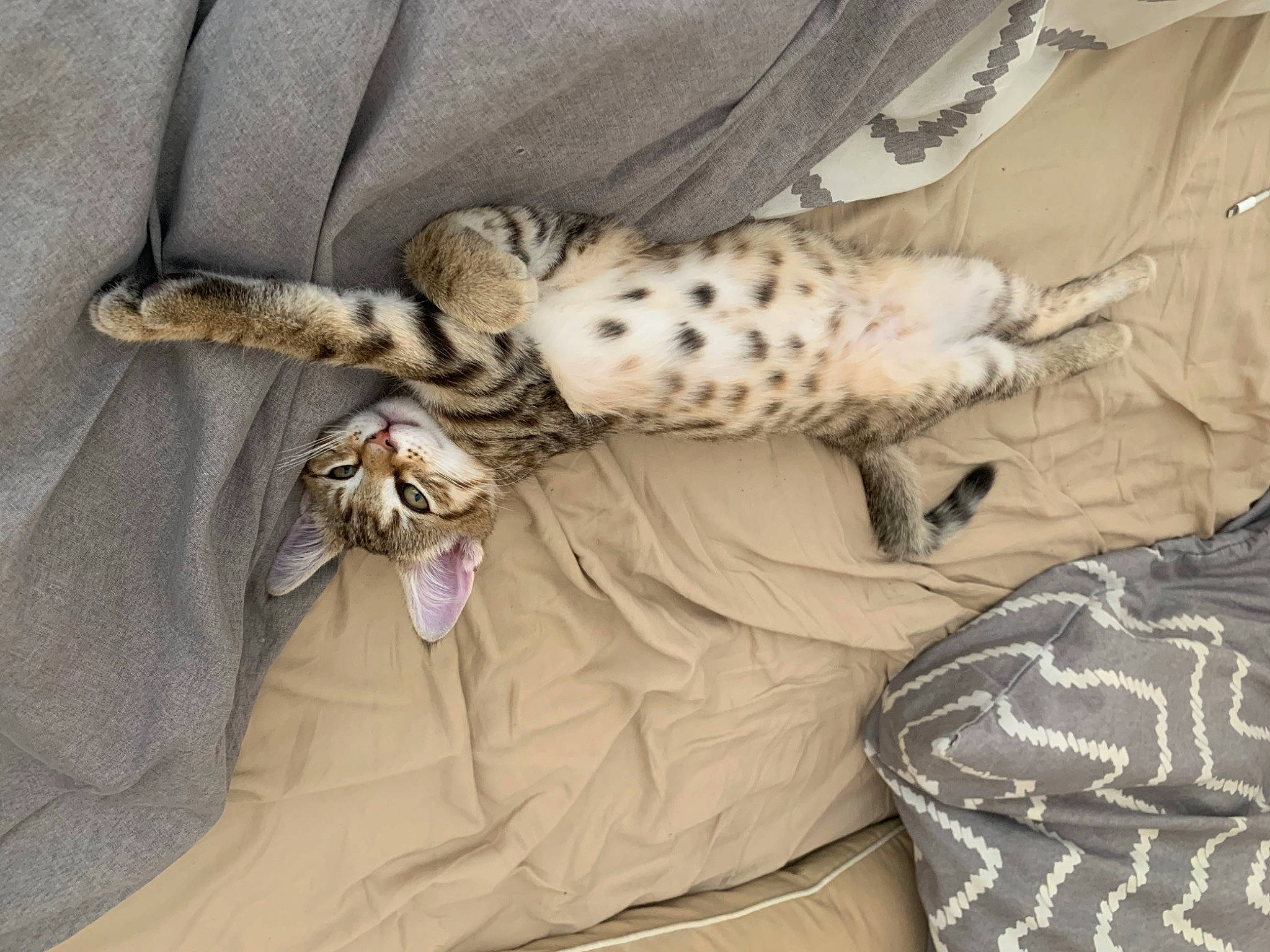 Royal Ramos participe au concours pour gagner de l'argent avec cette photo : bed, bed_sheet, bedding, carnivore, cat, claw, comfort, fawn, felidae, fur, linens, nap, pattern, sleep, sleeve, small_to_medium_sized_cats, tail, terrestrial_animal, textile, whiskers