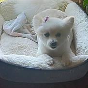 Sweetie Pie joined the competition — help win amazing prizes! dog, pet_bed, white_dog, fluffy, indoor, blanket, window, green_leaves, curtain, cozy, small_dog, resting, fur, cute, animal, houseplant, sunlight, relaxed, paw, bow