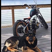 Freedom joined the competition — help win amazing prizes! dog, german_shepherd, motorcycle, deck, water, lake, outdoor, wooden_floor, pet, animal, vehicle, vintage, relaxing, calm, sky, cloudy, metal, tire, handlebar, seat