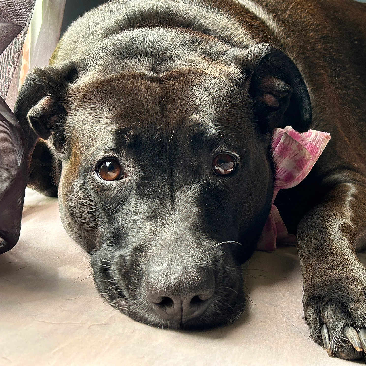 Nova is registered to the contest to win money with this photo: animal, boxer, bulldog, canine, couch, dog, frenchbulldog, furniture, hound, labradorretriever, pet, pitbull, pointer, puppy, snout