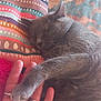 cat, sleeping, hand, paw, gray_cat, indoor, cozy, resting, pillow, patterned_pillow, rug, floor, domestic_cat, pet, relaxation, feline, human_hand, closeup, soft_fur, comfort