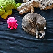 Chachoo a rejoint le concours — aidez-le/la à gagner de superbes lots ! cat, bed, plush_toy, stuffed_animal, sleeping, black_cat, gray_cat, blue_bedspread, indoor, cozy, furniture, toy, soft, resting, animal, pet, cute, relaxing, home, comfort